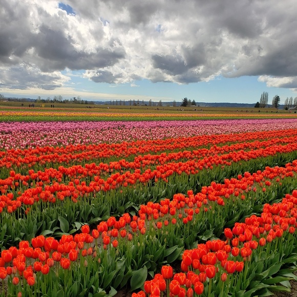 Meet your Posher, Red Beard Thrift! - Picture 2 of 2